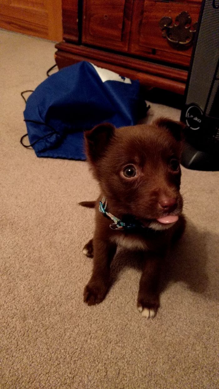 Cute puppy with brown fur and blue collar sitting on a carpet near a blue bag.