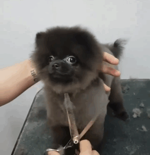 Cute puppy getting a trim at the groomer's, looking fluffy and cheerful.