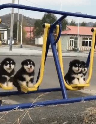 Cute puppies playing on a seesaw outdoors.