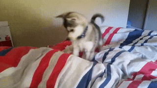 Adorable puppy playing on a striped bedspread.
