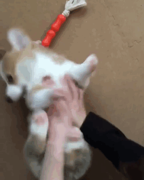 Corgi puppy getting belly rubs on a carpeted floor.