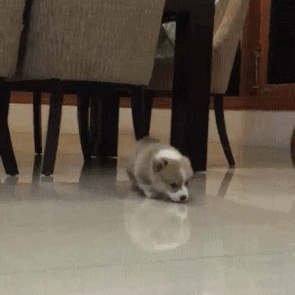 Cute puppy exploring under a dining table on a shiny floor.