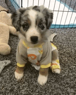 Adorable puppy in pajamas sitting on a carpet, surrounded by toys.