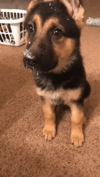 Cute German Shepherd puppy sitting on carpet with curious expression.