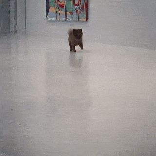 A cute, fluffy puppy running across a smooth floor in an art gallery setting.