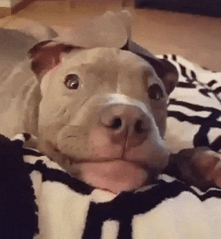 A cute puppy lying on a patterned blanket, gazing with wide eyes.