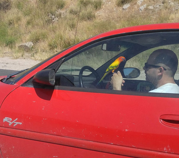 Distracted Driving? That's California For You