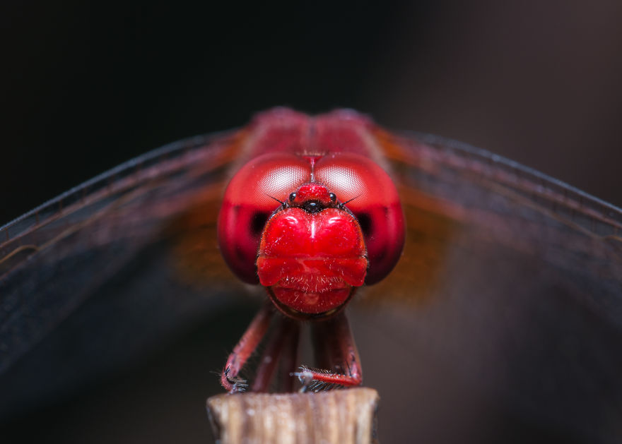 These Portraits Of Insects Will Make You Look At Them In A Whole New Light!