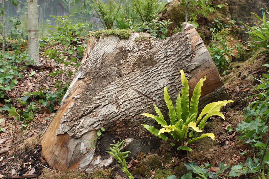 I Created A Secret Forest In The Very Heart Of London I Created A Secret Forest In The Very Heart Of London