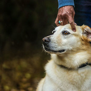 squareheadbaggins avatar