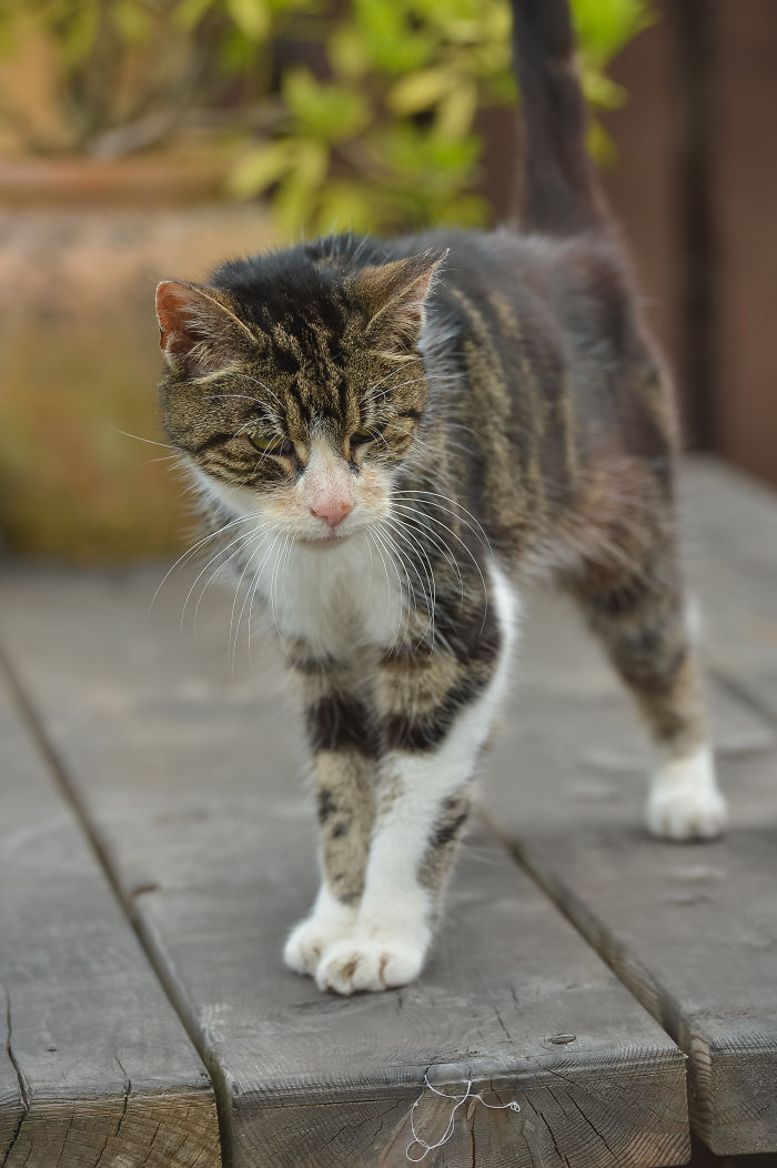 Elderly Cat Finds Its Way Home After 13 Years, And The Reunion Leaves Everybody In Tears Elderly Cat Finds Its Way Home After 13 Years, And The Reunion Leaves Everybody In Tears