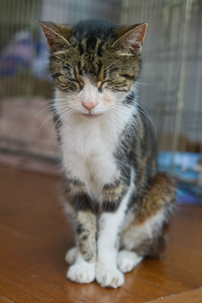 Elderly Cat Finds Its Way Home After 13 Years, And The Reunion Leaves Everybody In Tears Elderly Cat Finds Its Way Home After 13 Years, And The Reunion Leaves Everybody In Tears