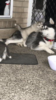 Cute puppies playing energetically with a Husky on a patio.