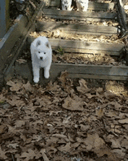 Cute puppy walking down steps surrounded by autumn leaves.