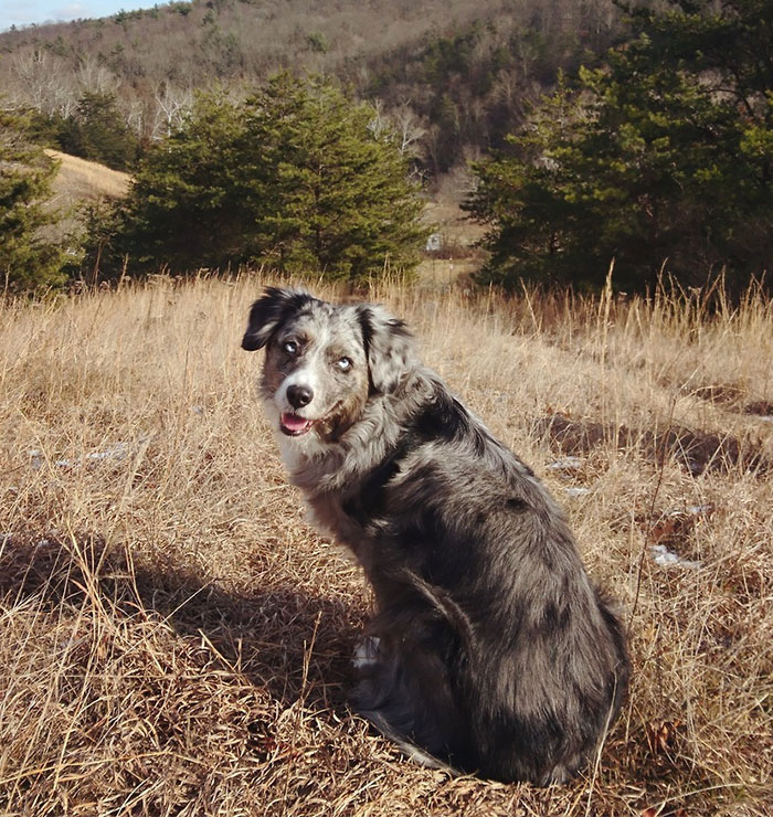 Here's Why People With Fake Service Dogs Are The Worst Here's Why People With Fake Service Dogs Are The Worst