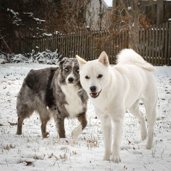 fake-service-dogs-problems-story-trainingfaith-33 fake-service-dogs-problems-story-trainingfaith-33