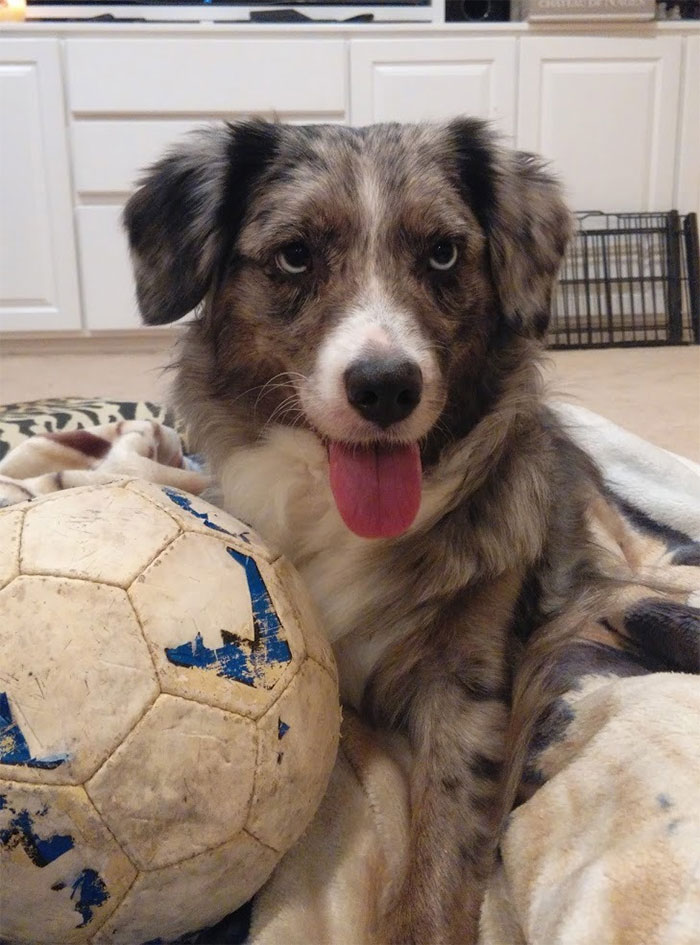 Here's Why People With Fake Service Dogs Are The Worst Here's Why People With Fake Service Dogs Are The Worst