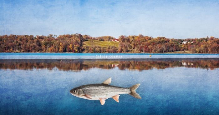 Photo Manipulation For Anxiety