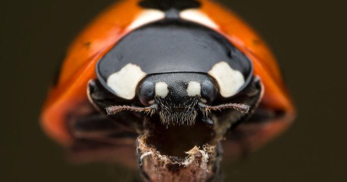 These Portraits Of Insects Will Make You Look At Them In A Whole New Light