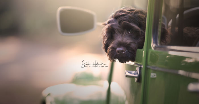 I Took These Dogs On A Test Drive And The Look On Their Faces Says It All