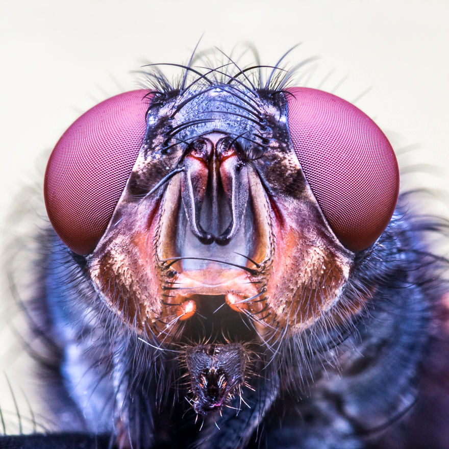 These Portraits Of Insects Will Make You Look At Them In A Whole New Light!