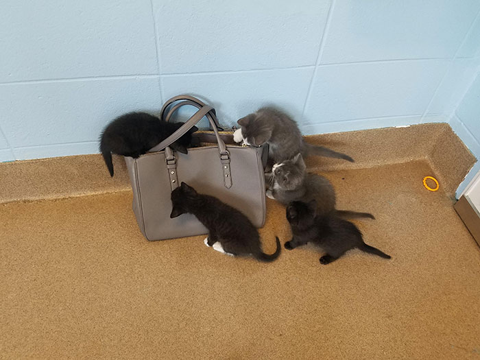 Went To Volunteer At The Humane Society, And The Security Bag Check Was Pretty Intense