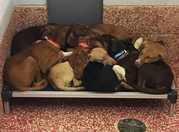 Started My Job At The SPCA Yesterday