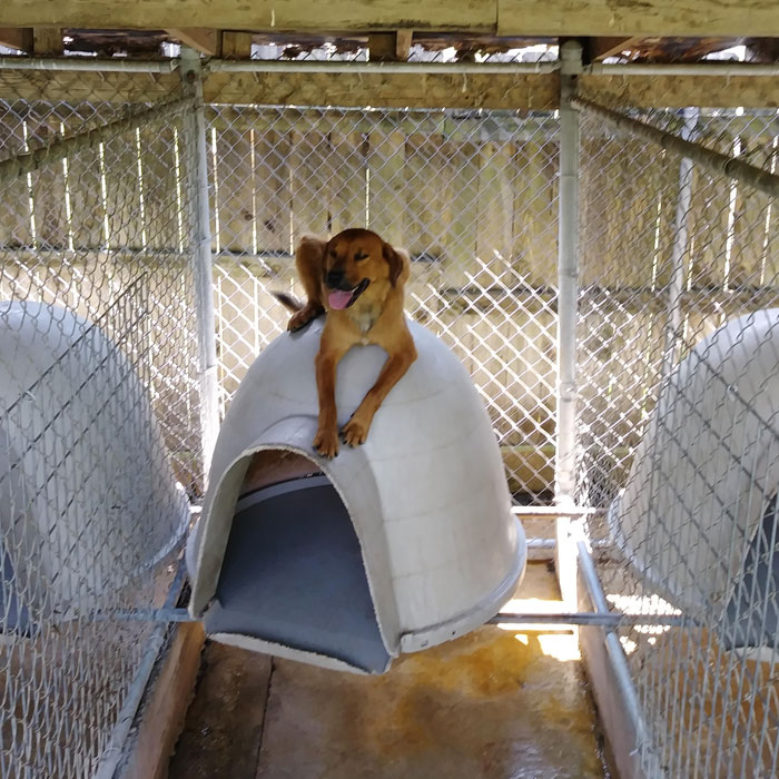 This Dog At The Shelter Marches To His Own Beat