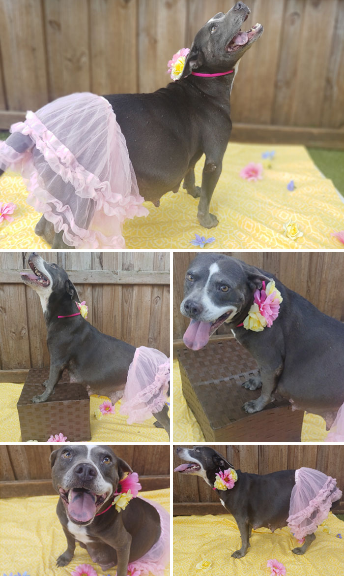 We Decided To Give Our Newest Foster Sydney A Super Extra Maternity Photoshoot