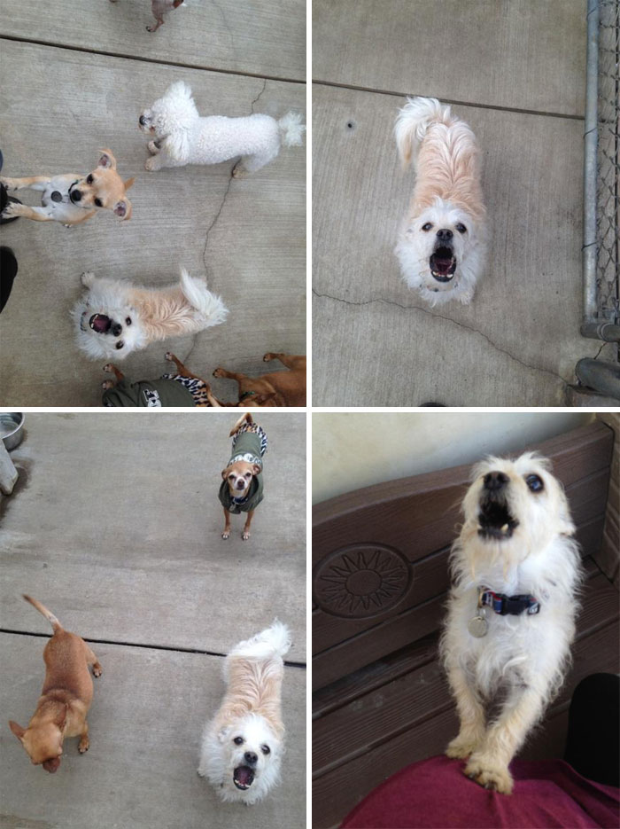 So Went To The Local Animal Shelter. One Dog Kept Making The Same Face In Every Picture Taken