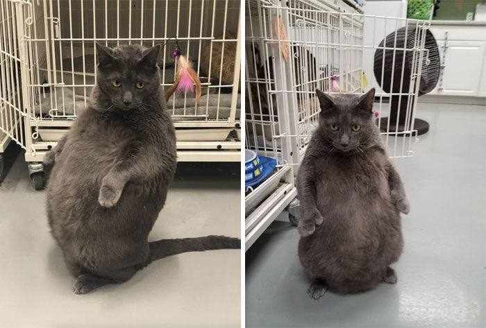 This Cat Is Too Cool To Be Homeless