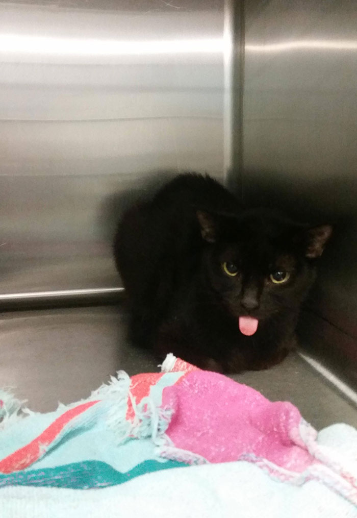 Look At This Rebellious Cat At The Humane Society