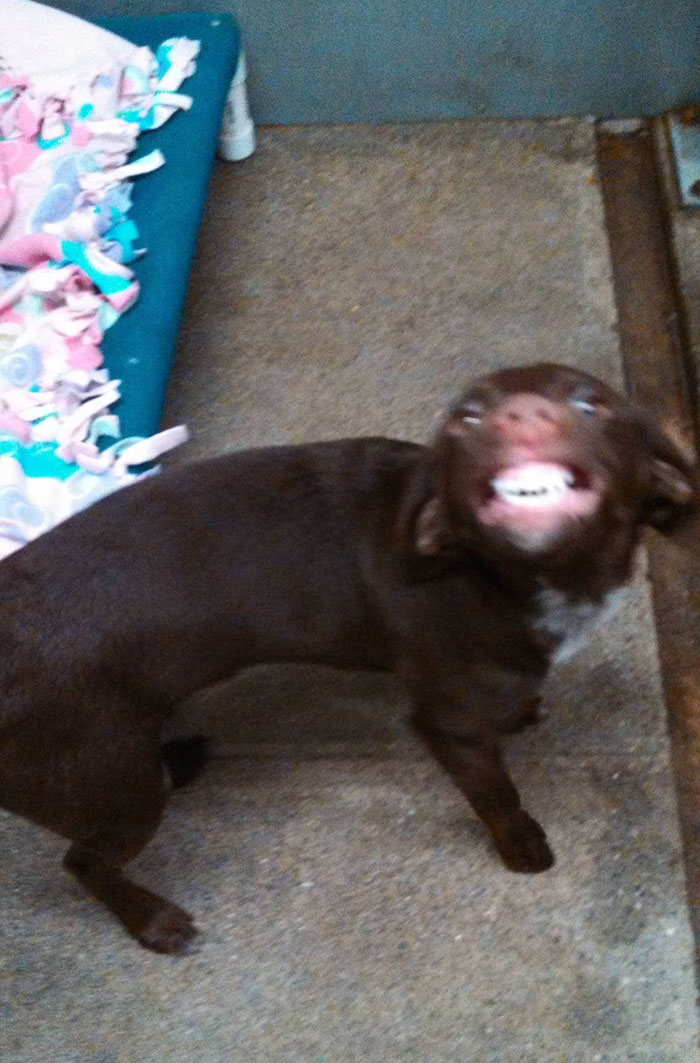 Trying To Get Photos Of Adoptable Dogs For The Humane Society