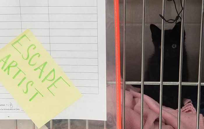 Volunteered At The Humane Society This Morning And Met This Trouble Maker