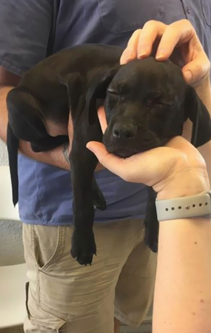 The Adoption Agency Said His Nickname Was 'Sleepy'. He's Living Up To It