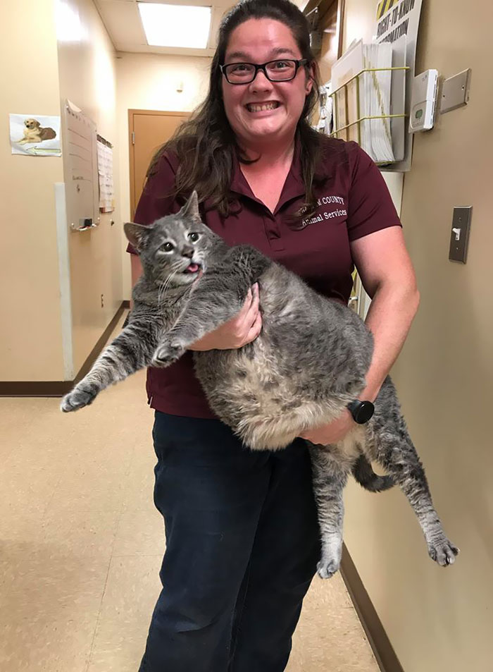 Does Anyone Know This Cat? He Is 31,4 Pounds. He Clearly Had Someone Feeding Him But Was Brought In As A Stray Cat