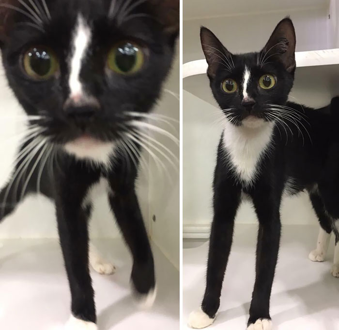 This Cat At My Local Rescue Shelter Has Ridiculously Long Legs