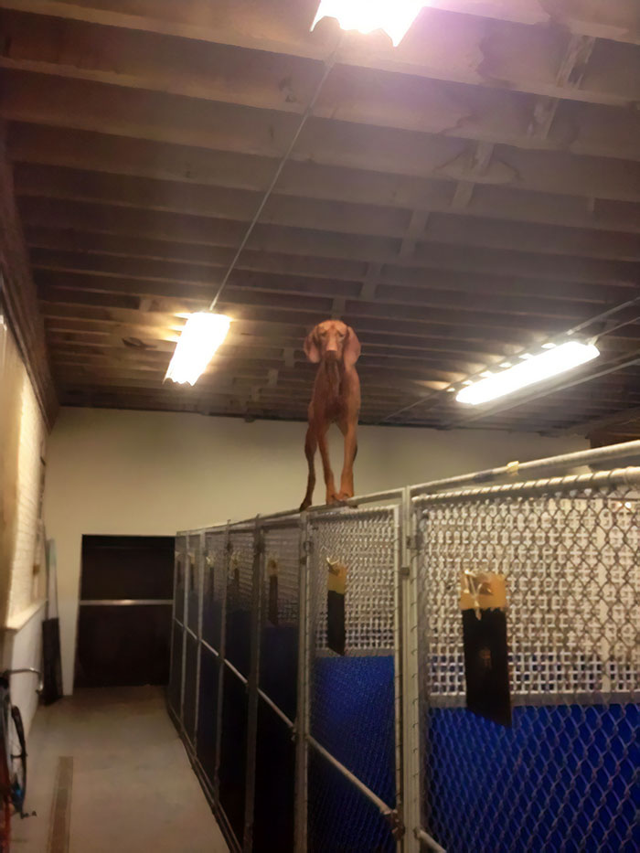 Went To Pick Up Dog From Kennel And Found Her Like This