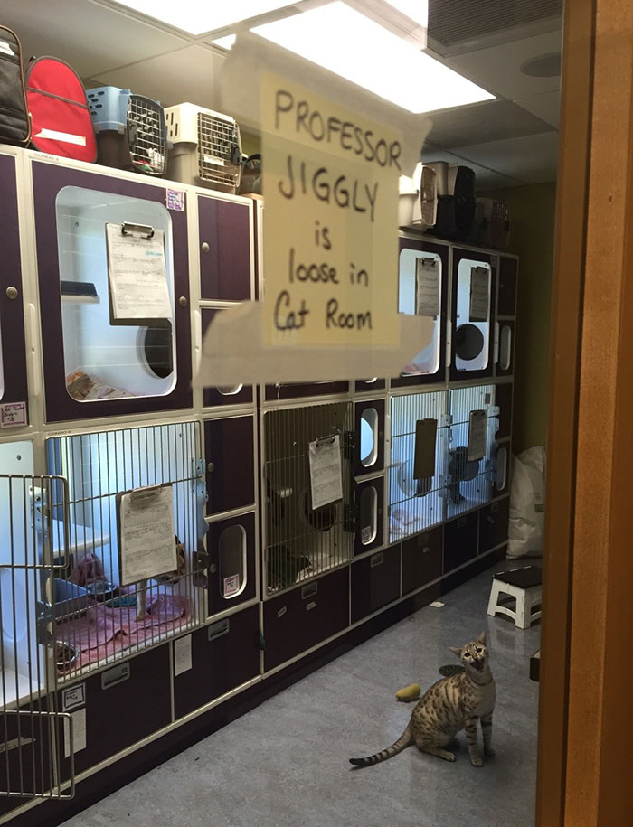 Professor Jiggly: "This Isn't As Much Freedom As I Expected"