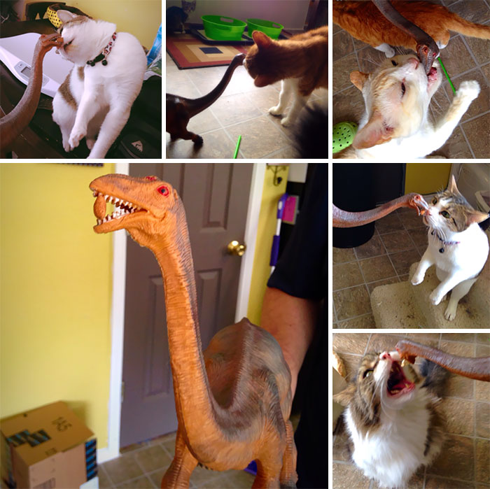 Some Of Our Cats Prefer To Be Fed Via Dinosaur