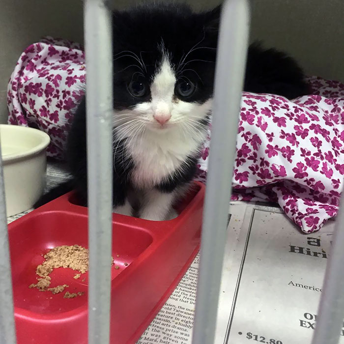 Gizmo, The Silly Boy