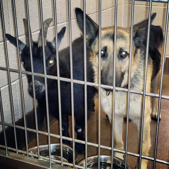 These Two Strays Wew Found Wandering The Streets Together In California