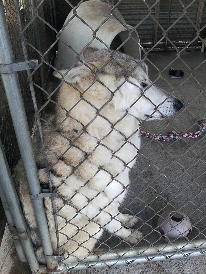 This Dog At The Shelter Pressed Himself Up Against The Fence So I Could Reach Through And Pet Him