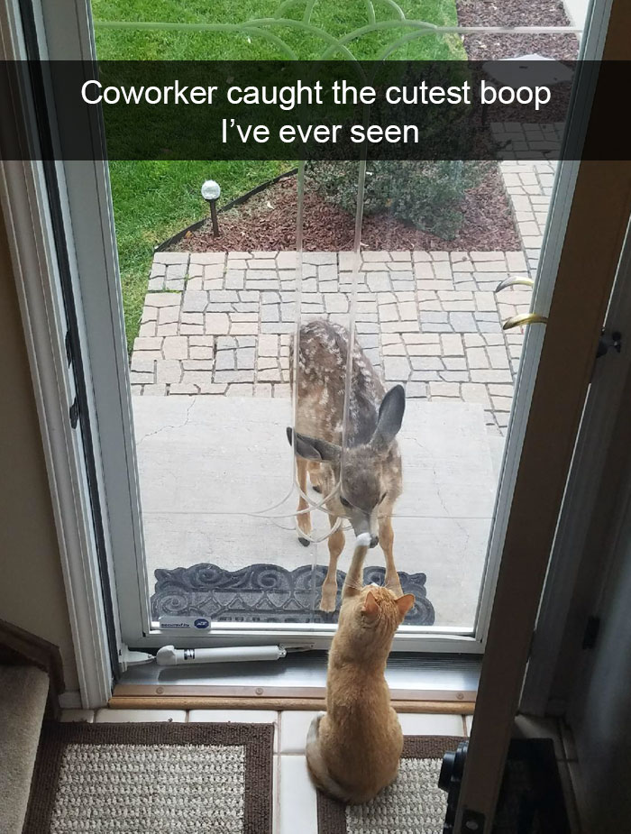 Animal Snaps