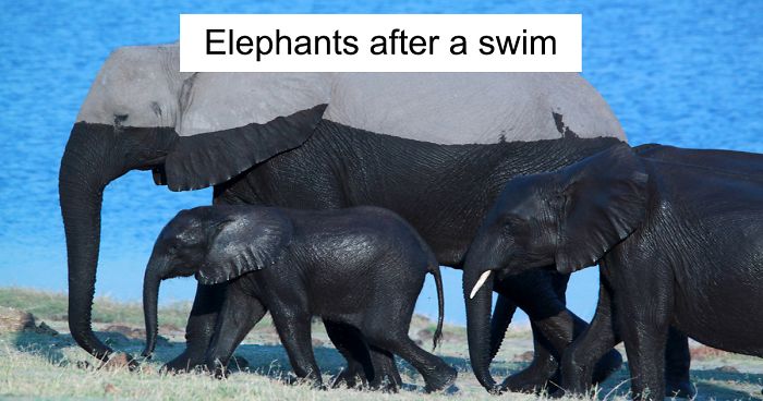 50 Funny Animal Snapchats That Will Leave You With The Biggest Smile