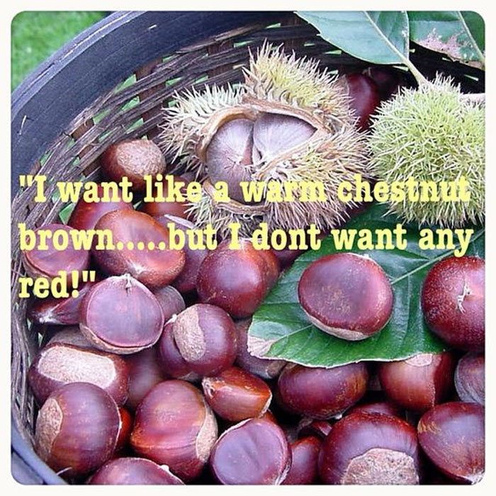 Chestnuts with humorous text about hair color preferences, highlighting hairstylist challenges.