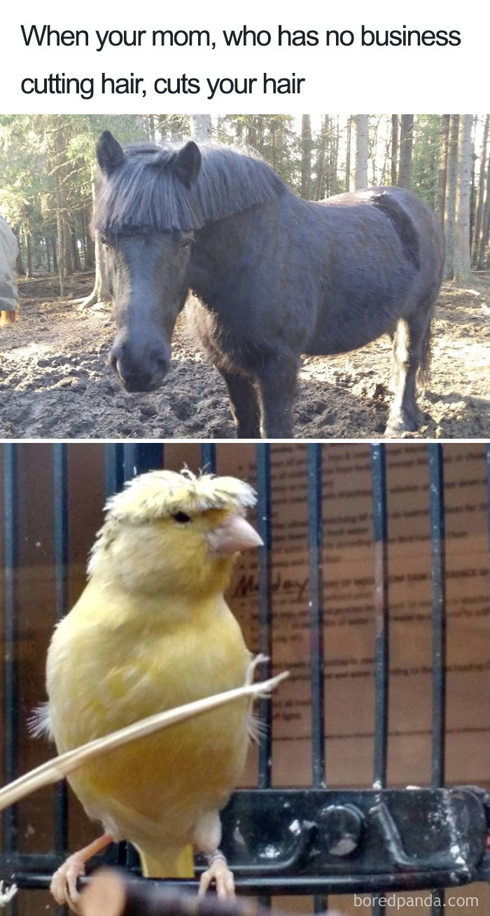 Horse and bird with funny hairstyles resembling bad haircuts; humor about hairstylists.