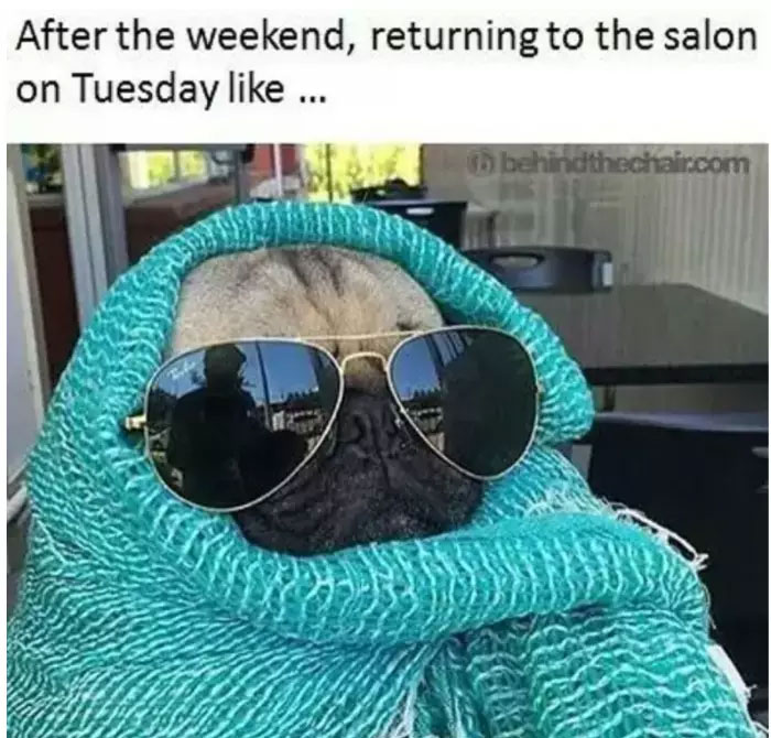 Pug wrapped in a turquoise blanket with sunglasses, humorously portraying a hairstylist's busy return.