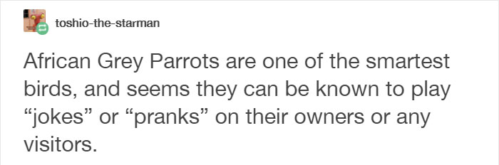 Tumblr Users Share Hilariously Unbelievable Encounters That Prove Parrots Have Sense Of Humor Tumblr Users Share Hilariously Unbelievable Encounters That Prove Parrots Have Sense Of Humor