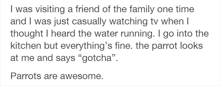 Tumblr Users Share Hilariously Unbelievable Encounters That Prove Parrots Have Sense Of Humor Tumblr Users Share Hilariously Unbelievable Encounters That Prove Parrots Have Sense Of Humor